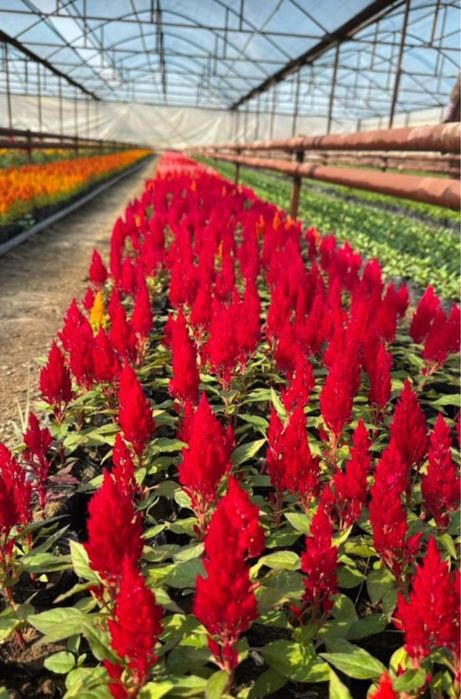 Петунья бархатцы