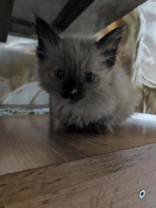Отдам котят бесплатно