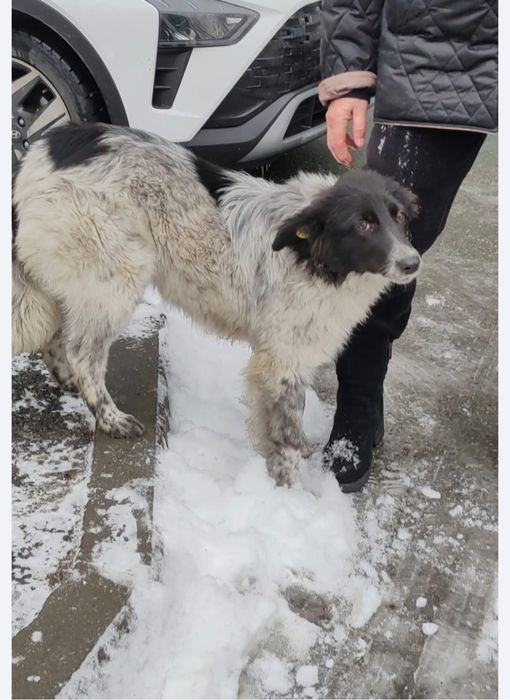 Собака ищем хозяев