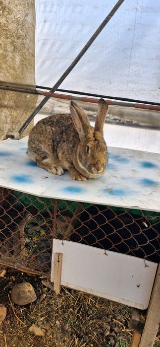 Iepuroaică de vânzare