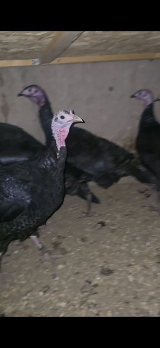 Qorashoxzada dakan induk avstrelop tuximi