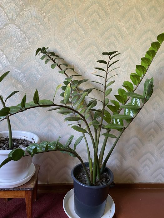 Продам домашний цветок