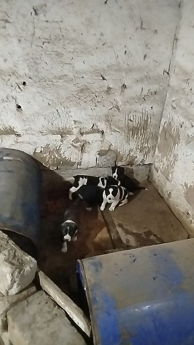 Toza Alabay bolalari sotiladi