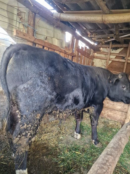 Vând taur și juncă!