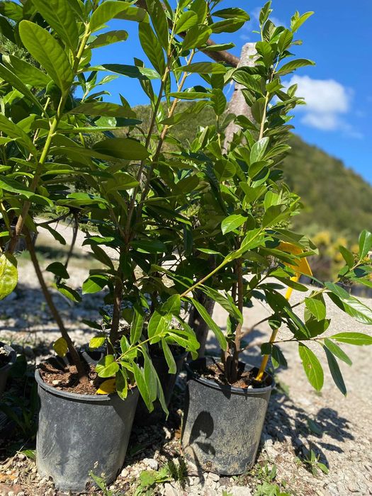 Plante Ornamentale pentru Gradina si Curte