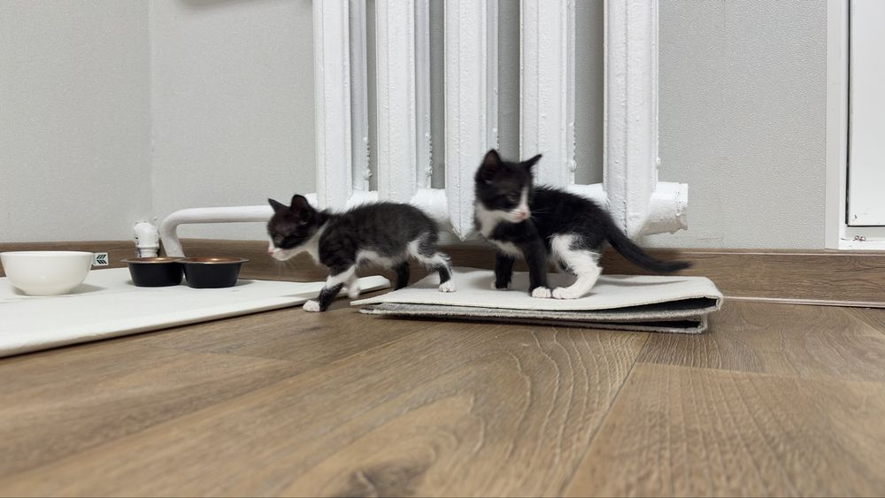 Отдам котят в добрые руки,1.5 месяца