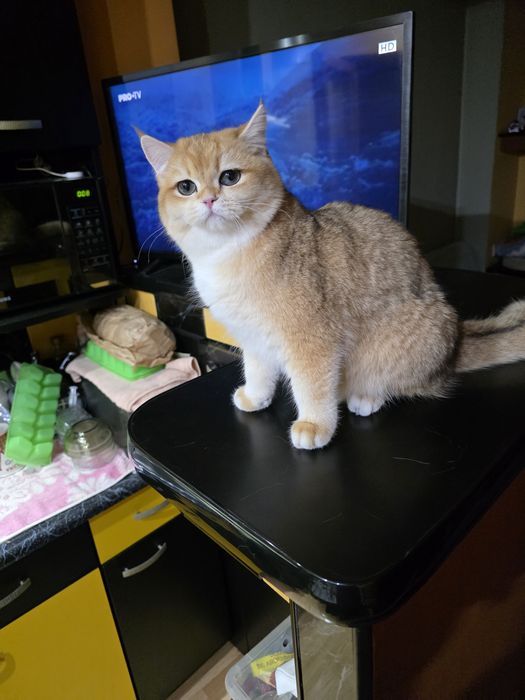 Fetita british cu pedigree