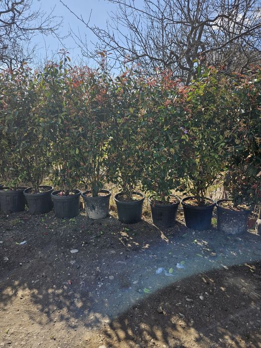 Camelia japonica photinia bonzai leylandi spirale