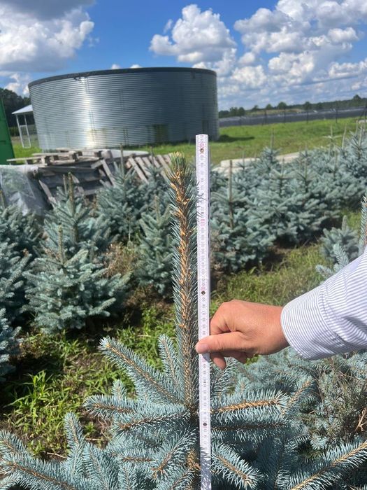 Голубая ель (Европа) Родной Коми билан сотилади!