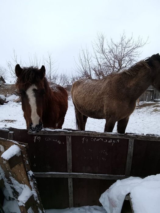 Продам жеребенка и кобылу