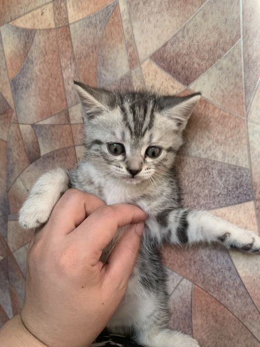 Девочка в добрые руки