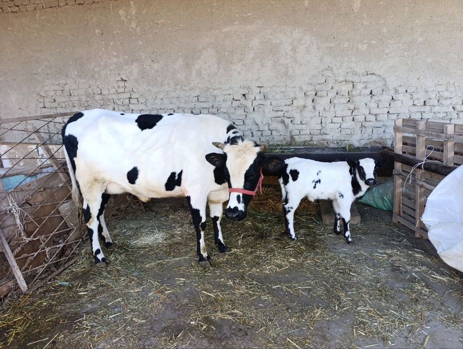 Rassiyski zotli sigir sotiladi narxi 40mln yana krelishamiz