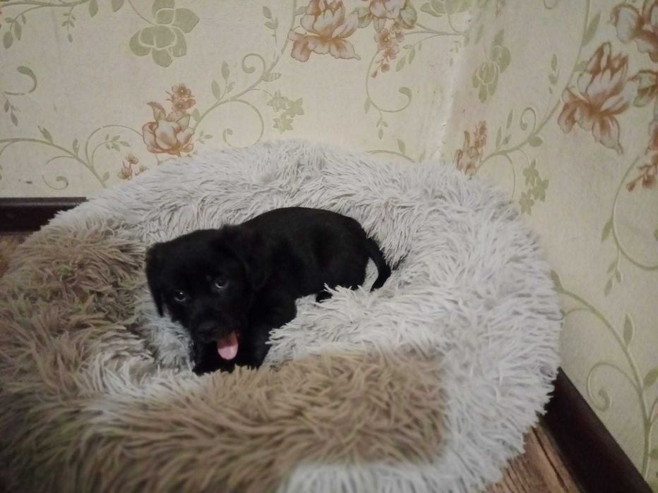 Самые умные и благогородные собакены