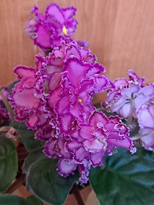 Продам цветущие фиалки!