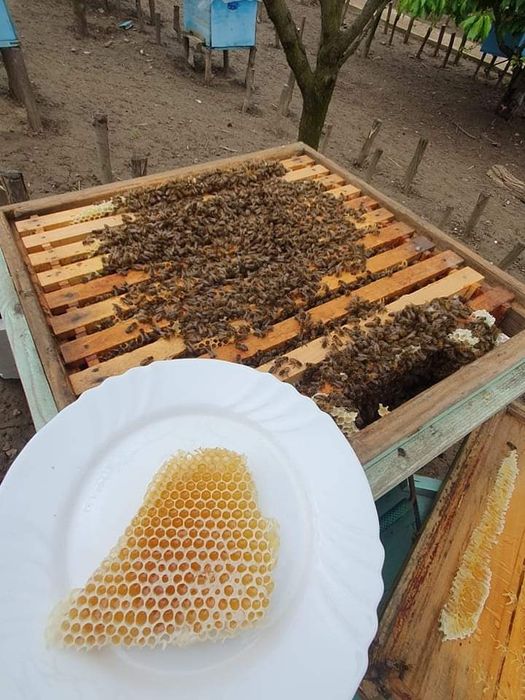 Miere de albine salcam, tei, poliflora