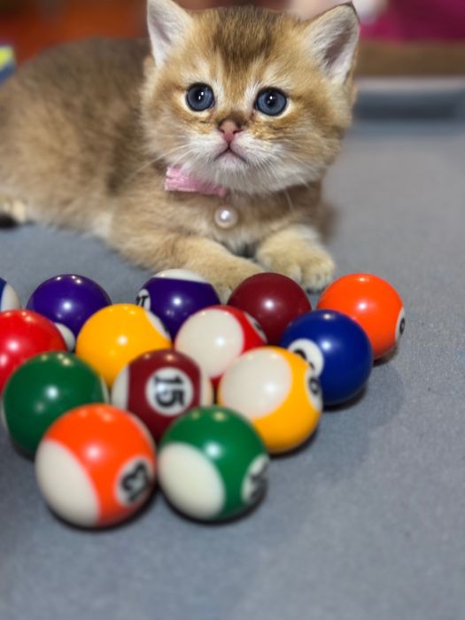 Продается британец золотая шиншилла