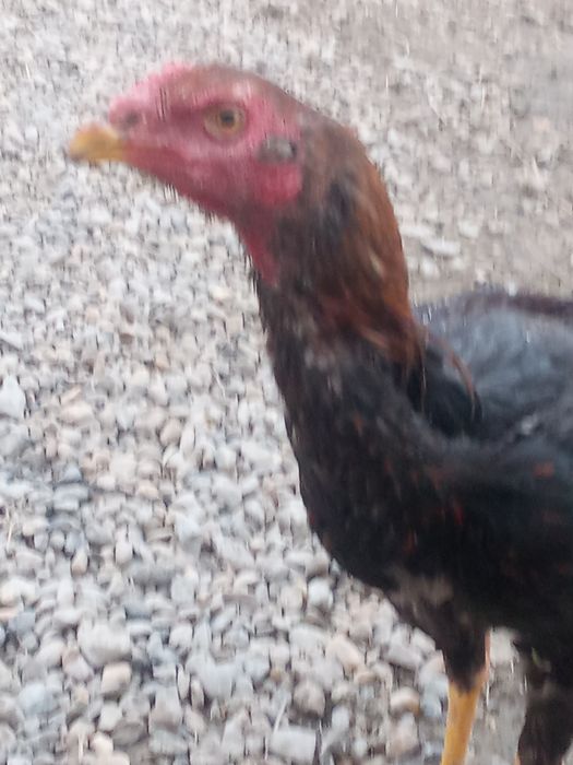 Kulangi zotdor juja 3,5 oylik 300000ming  urushmagan