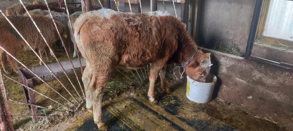 Продам два бычка по 10 месецев