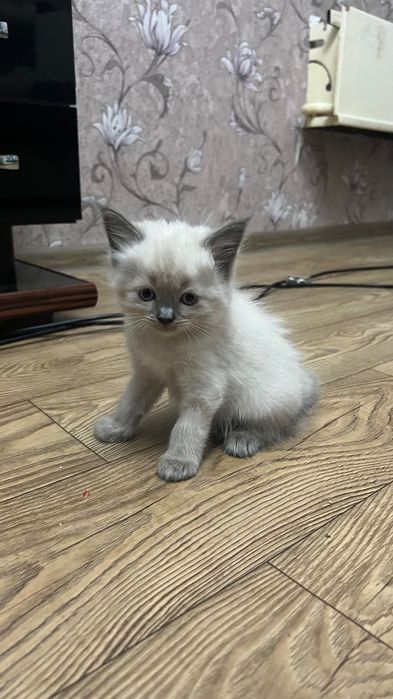 Продаются котята скоттиш страйт