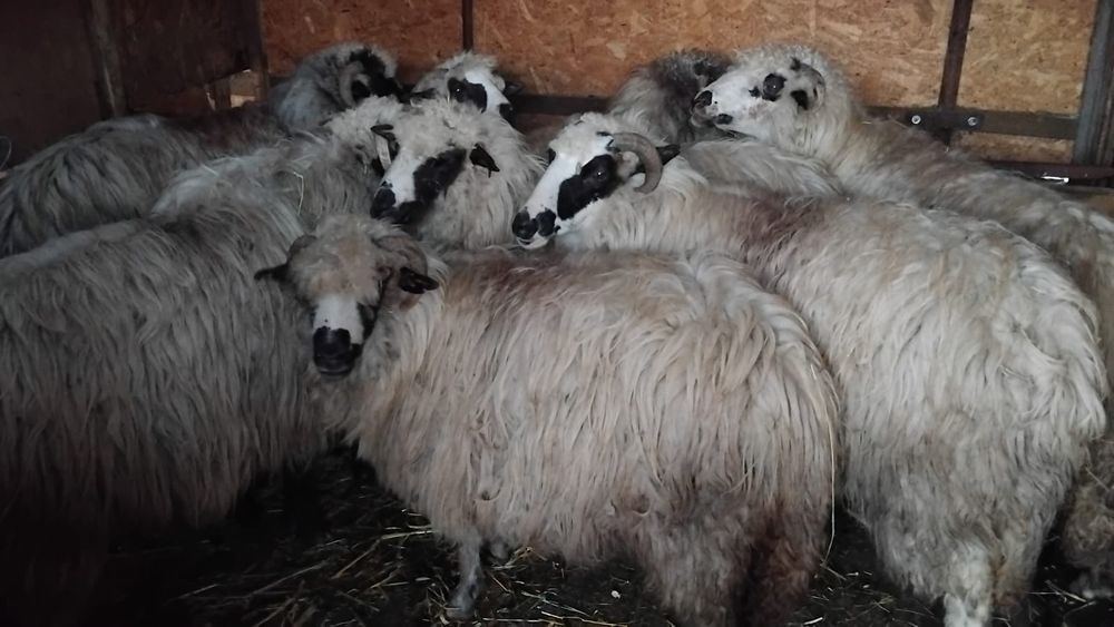 Vand 8 oi cu miel in burta