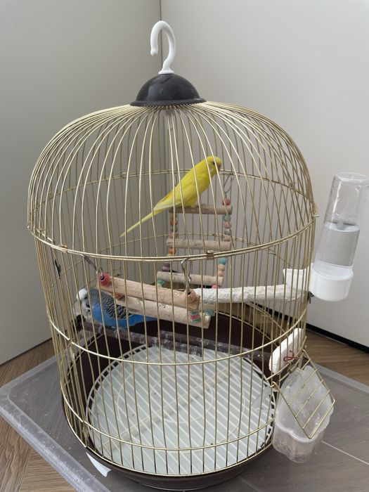 Продам волнистых попугаев