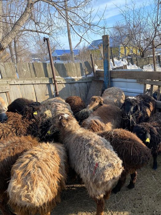 Продам токты кой кошкар