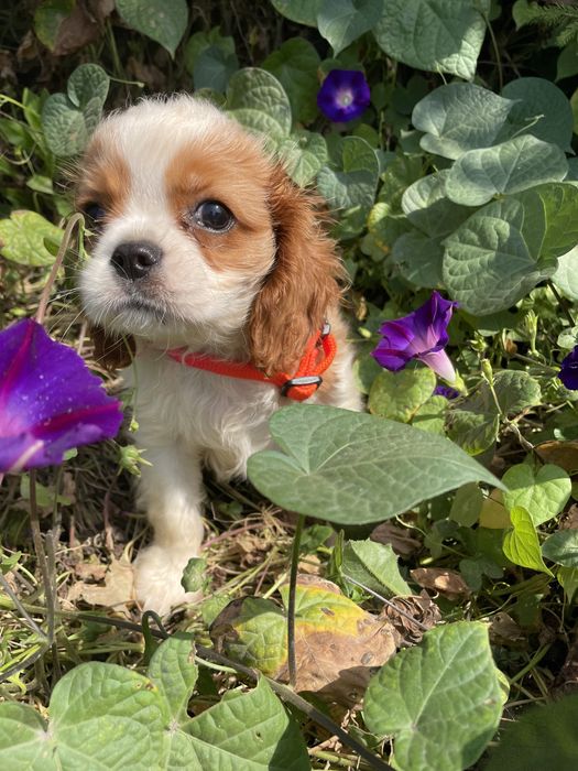 Кавалерчик спаниельчик