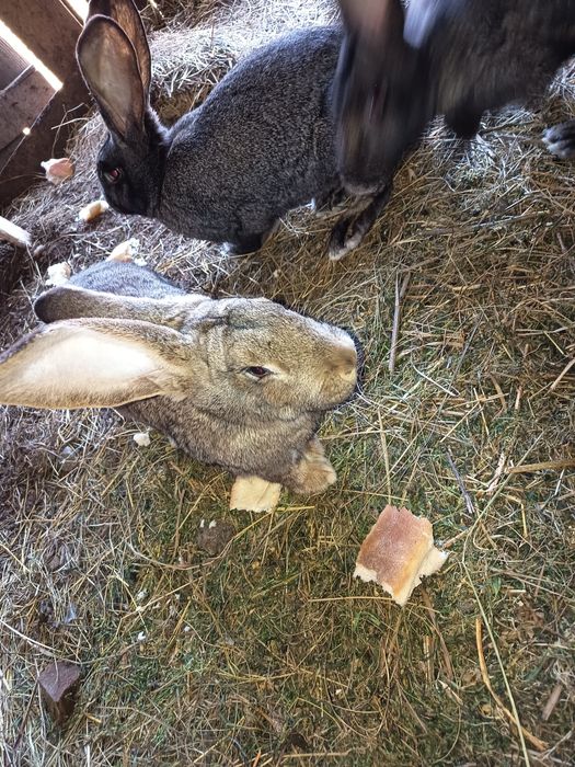 vând iepuri germani