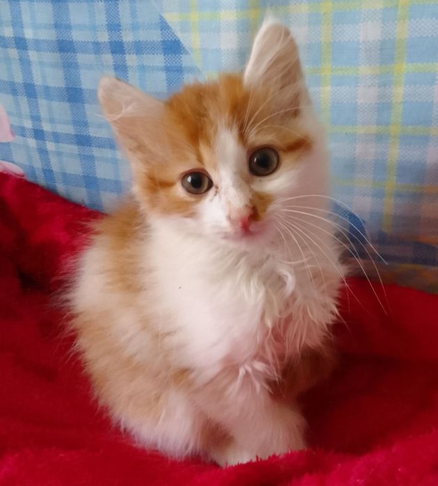 Котёнок мальчик в добрые руки