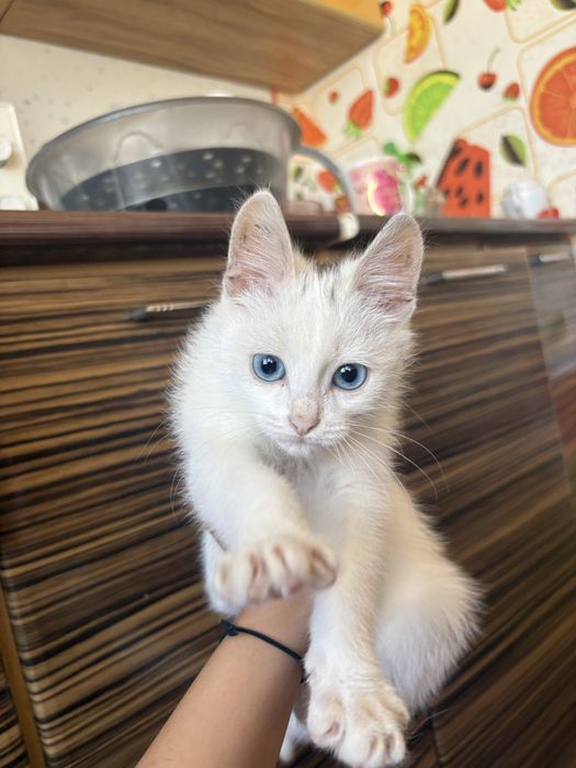 Белый котенок 2,5 мес