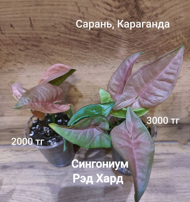 Сингониум 1  сингониум