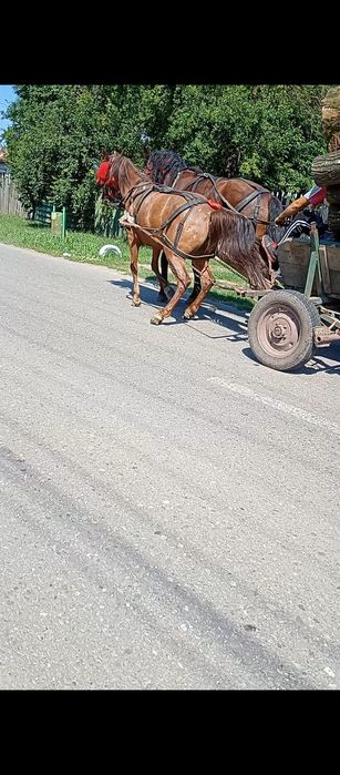 Iapă de vânzare 5 ani