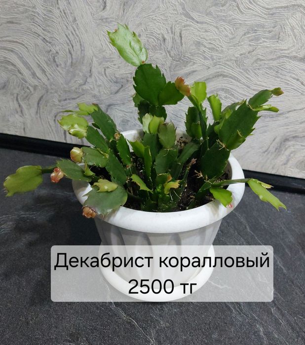 Продам цветы комнатные. Адаптированные.