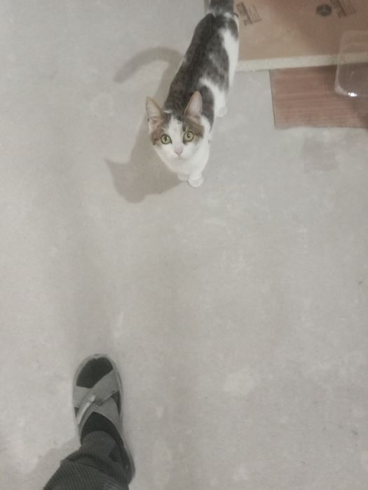 Отдам кошку в хорошие руки