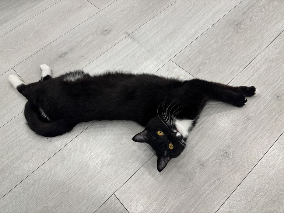 Отдам кота годовалова