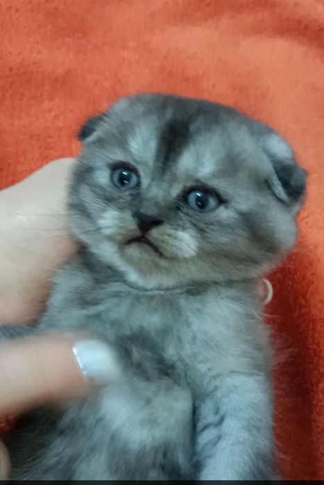 Шотландский редкого окраса