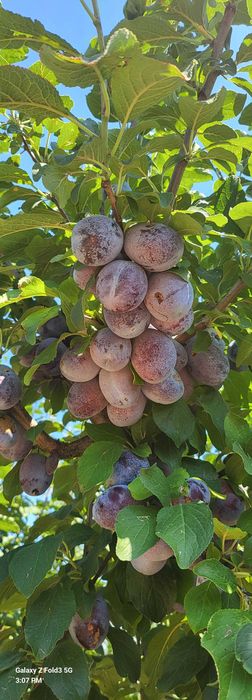 Vand prune de masa sau pentru tuica