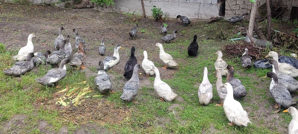 O‘RDAK SOTILADI

Uy sharoitida yaxshi pa