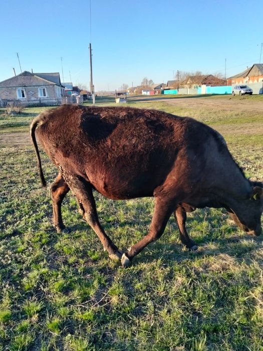 Продам стельную корову
