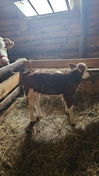 Vând vițea bălțată românească