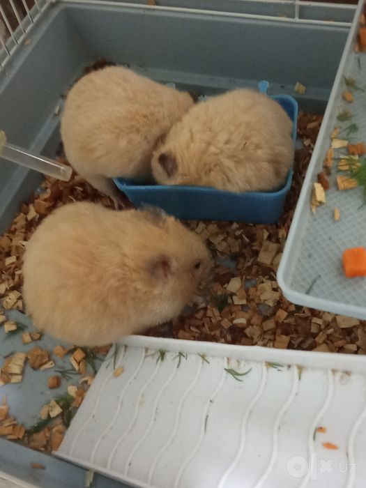 Милые маленькие хомячки