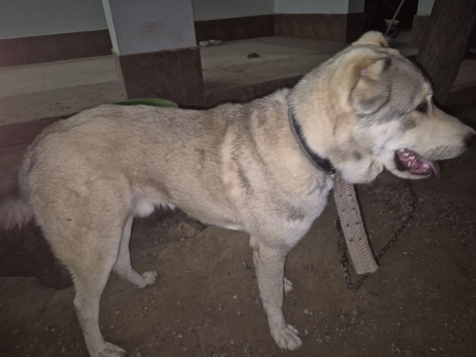 Алабай, азиатская овчарка, мальчик