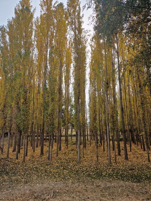 Терек,тополь,для строительства,страпила,балка