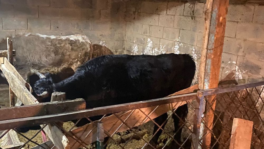 Сиырлар 2,5жасар