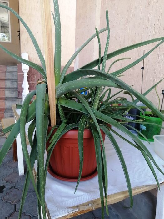 Продаются комнатные цветы