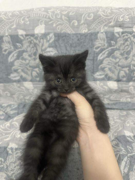 Бесплатно котенки