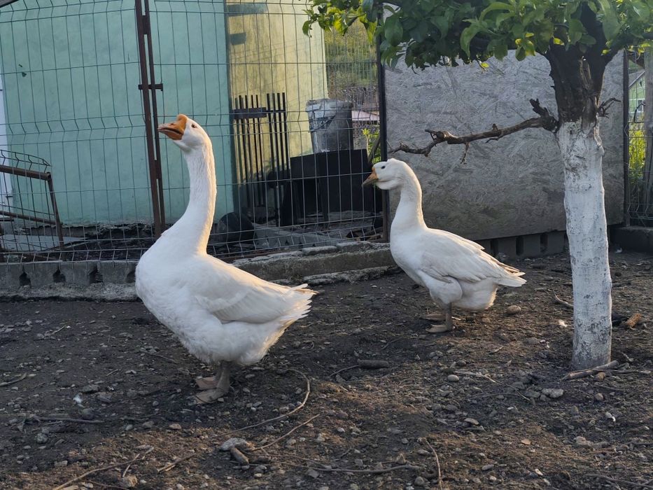 Vând două gâste nu cunosc rasa