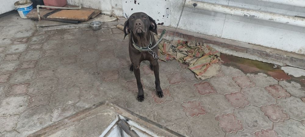 Курцхар 8 месяцев