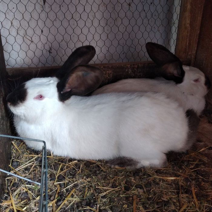 Vând uriaș de Transilvania diferite varste