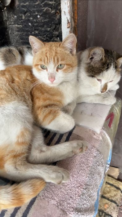 Рыжий котик, который приносит счастье в дом